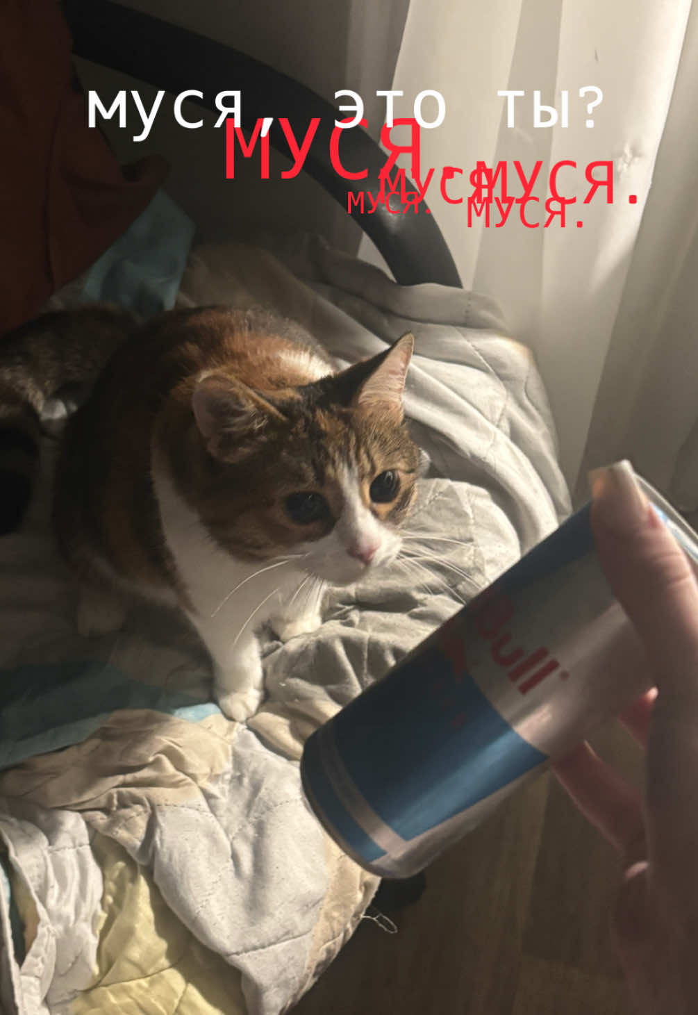 @дарвин.