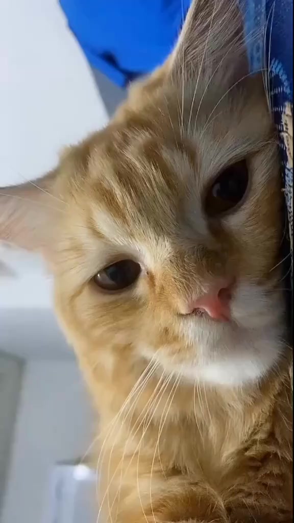 @miftah