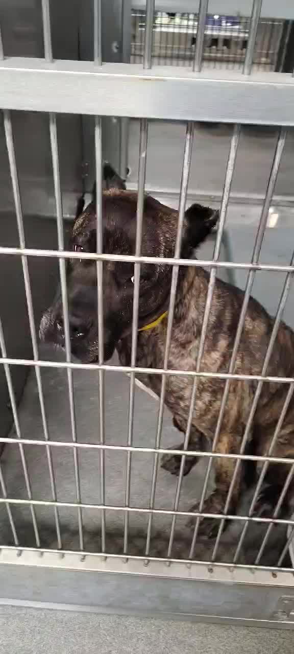 @Saving Mastiffs