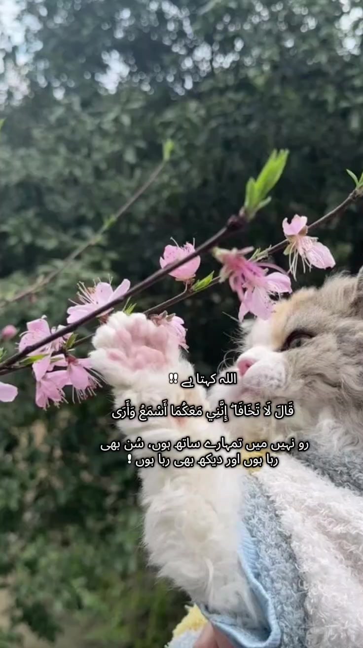 @🌸Islamic_Reminders🌸