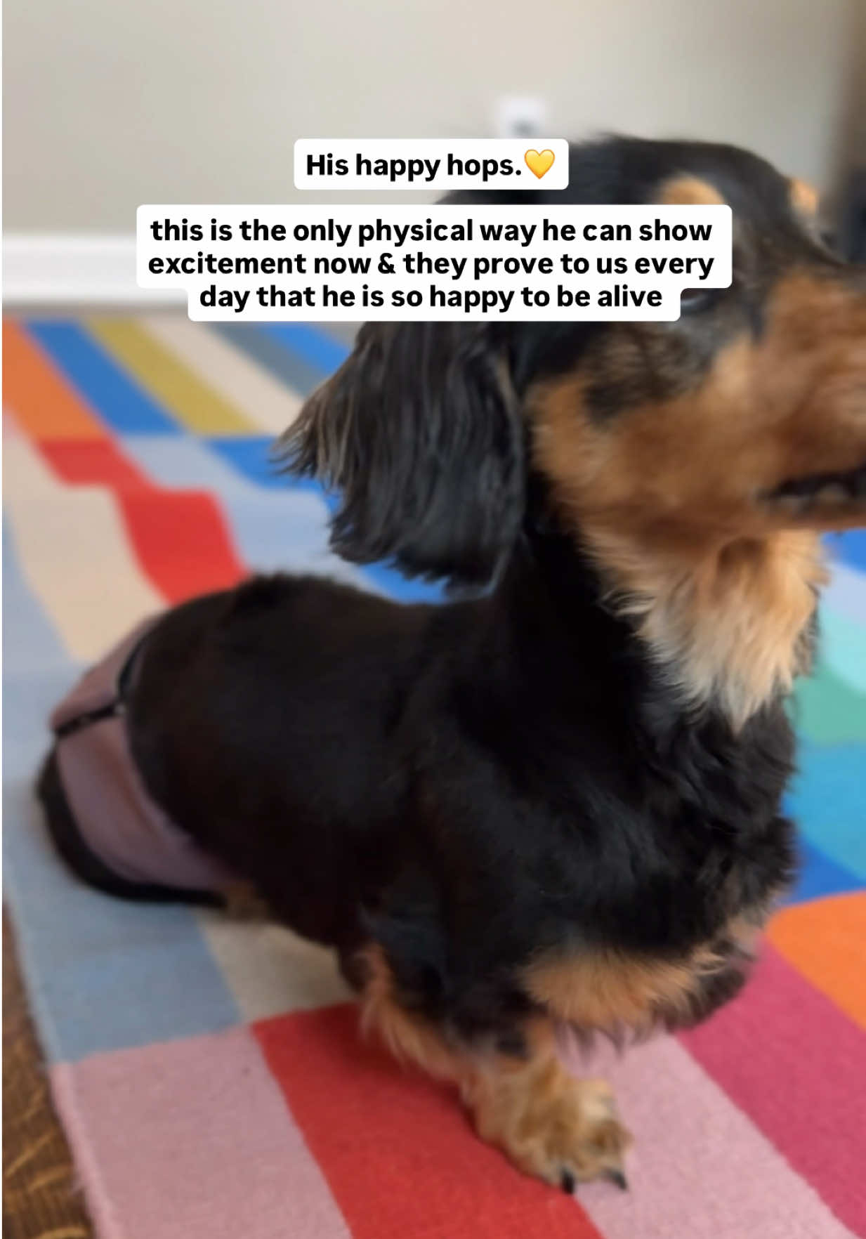 @Henry the mini dachshund