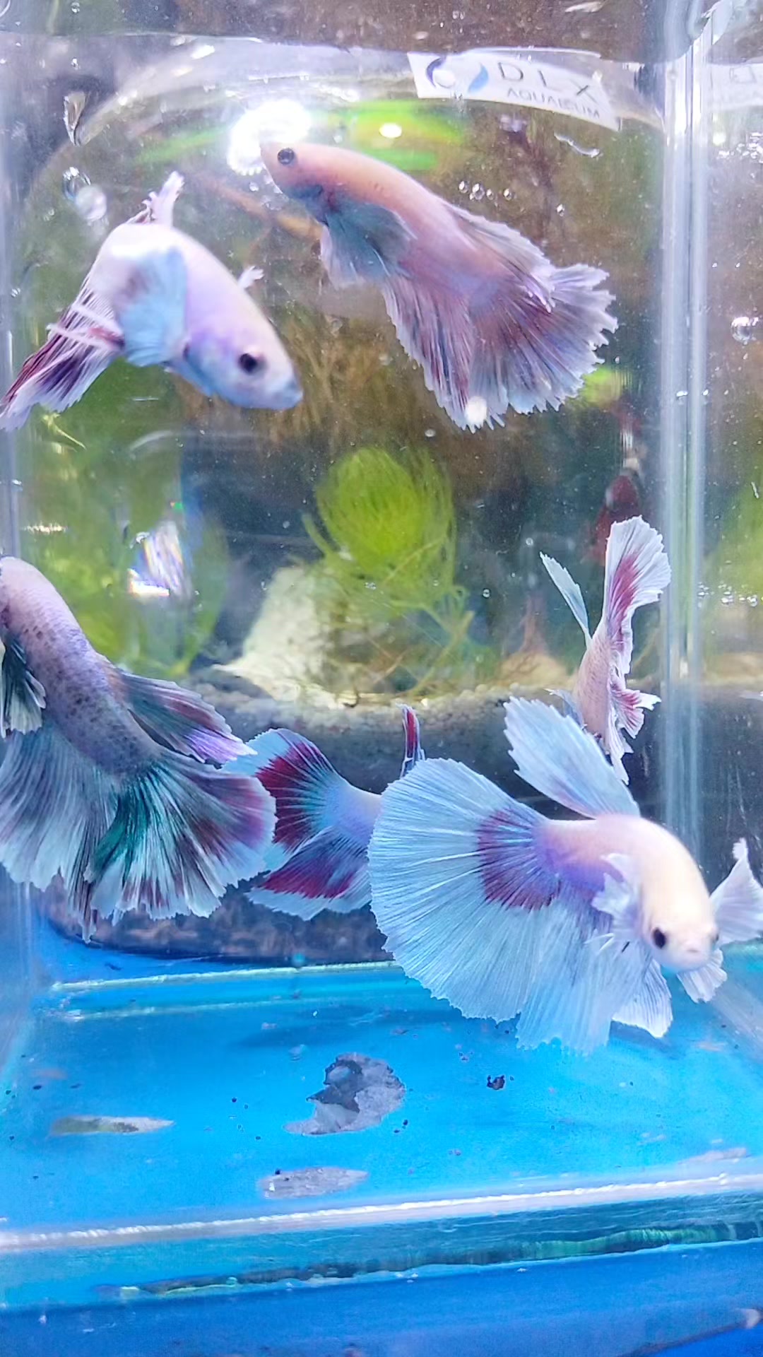 @UniJambi_Aquarium