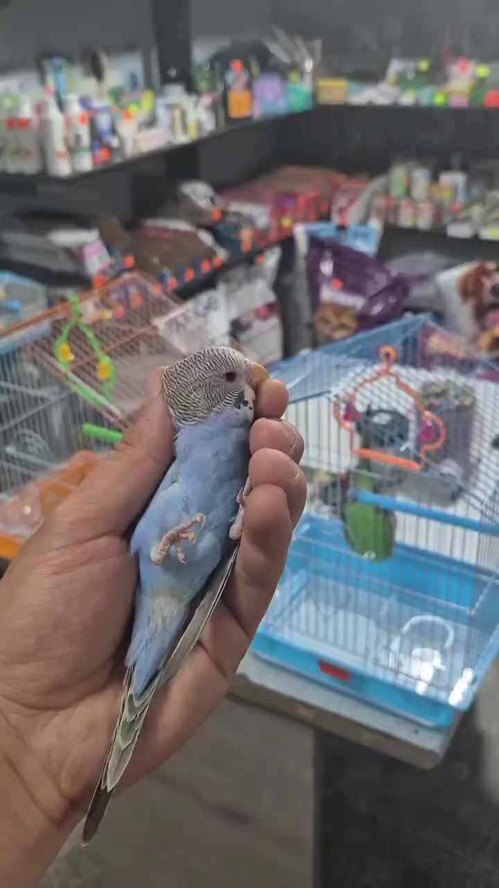 @Թութակներ🦜🐕🦺🐇