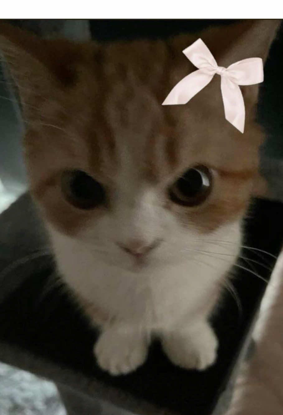 @ѕн&iota;к&iota;я&alpha;?