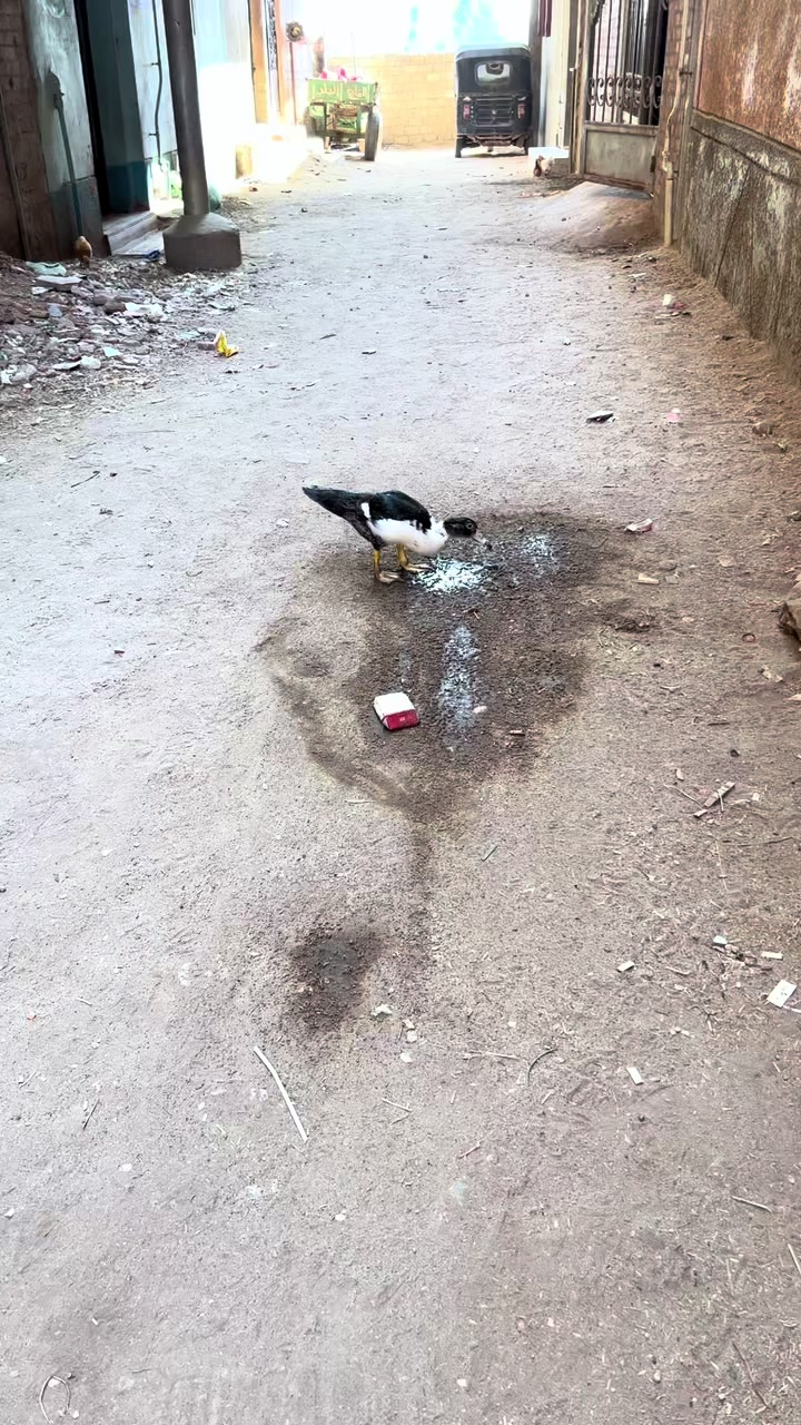 @الاميره 🐝