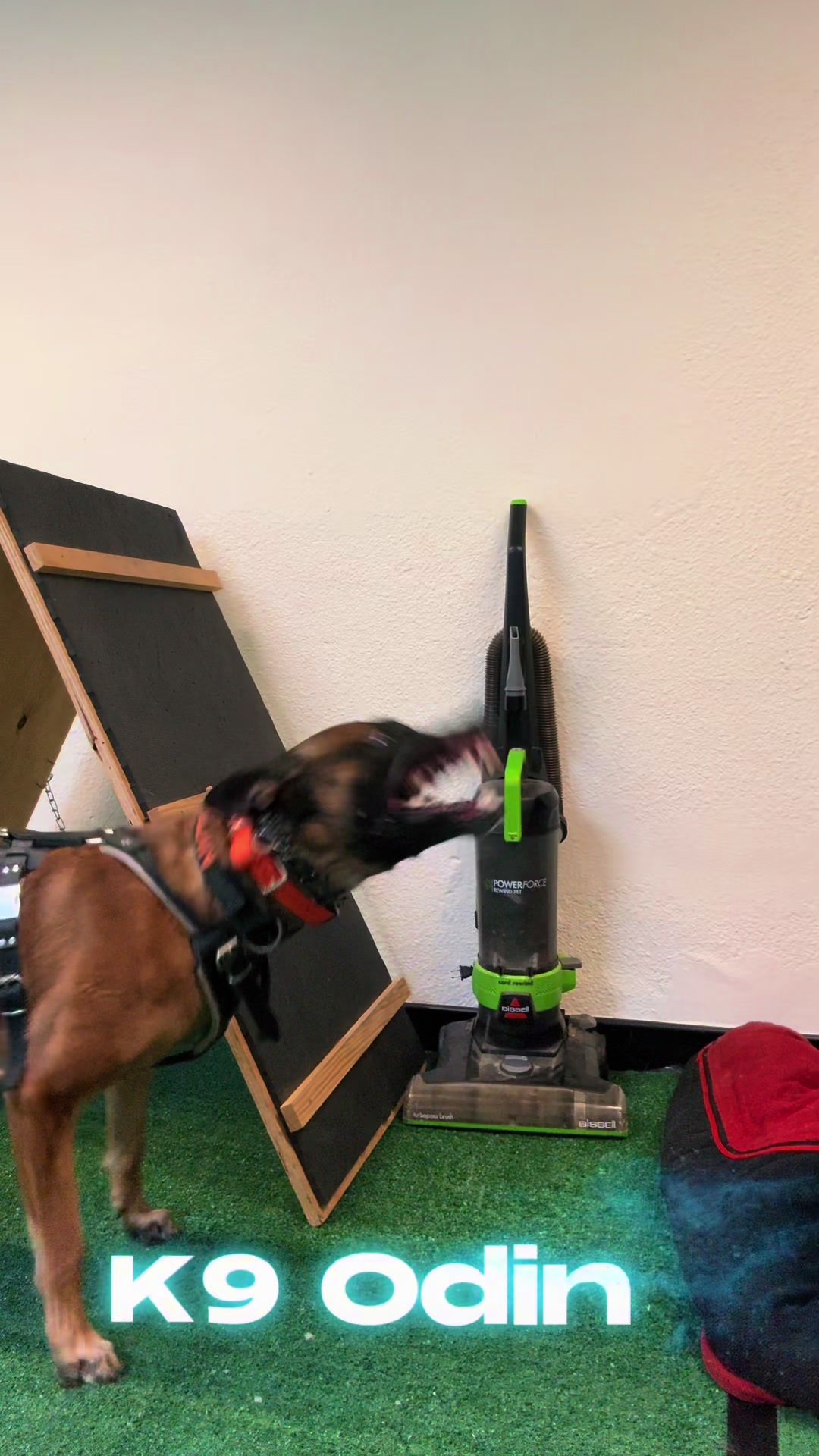 @Tactical K9s Dog Training