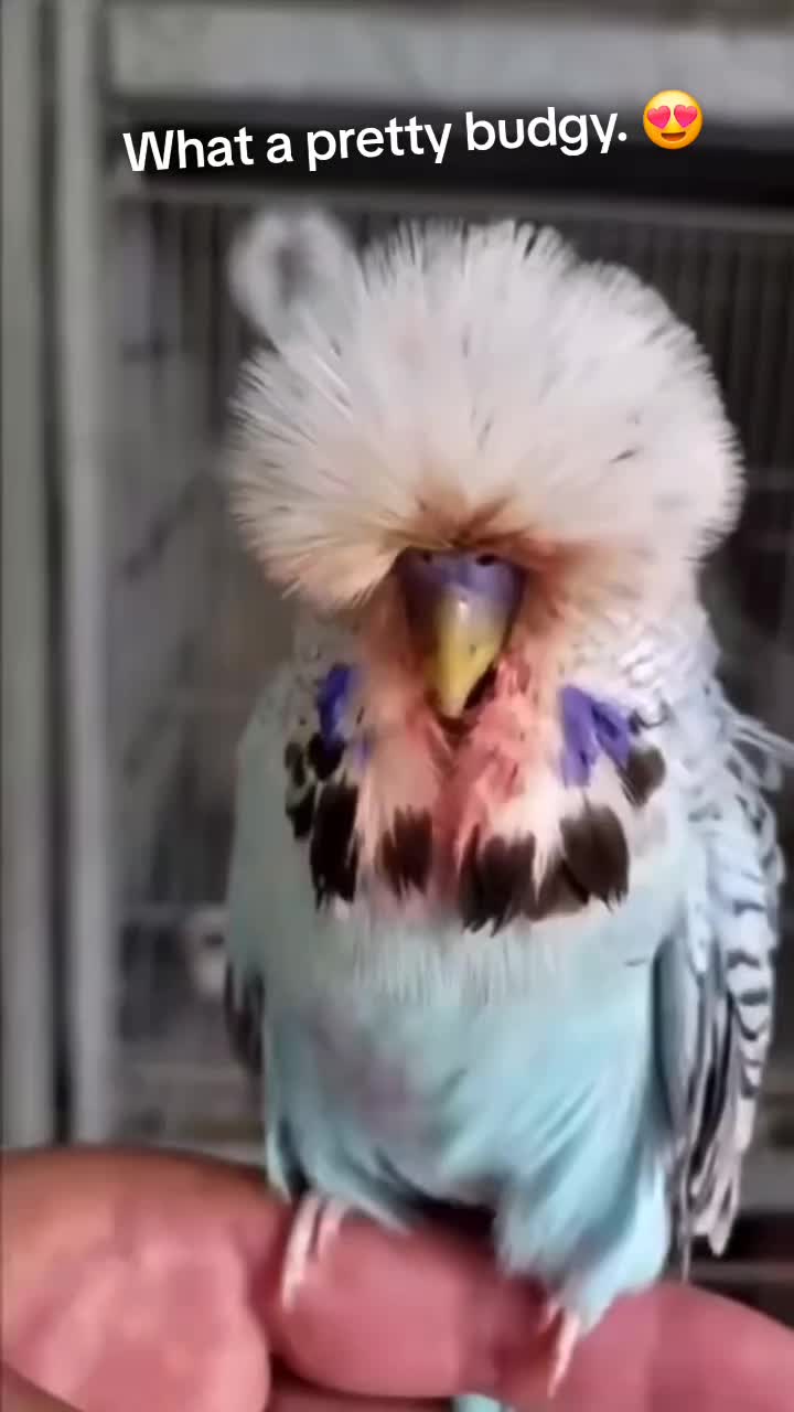 @🤣Vid&eacute;os Dr&ocirc;les.Zzz