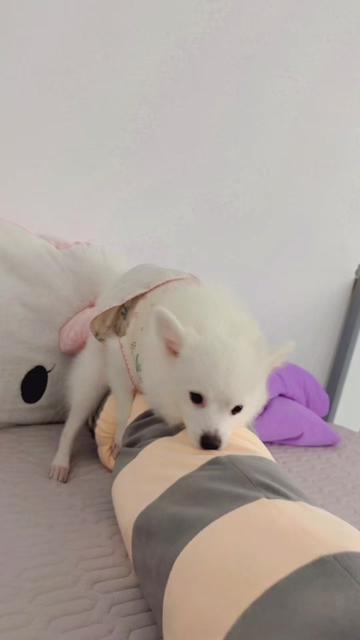 @燕🌱