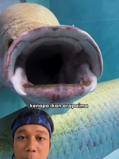 @icalofish