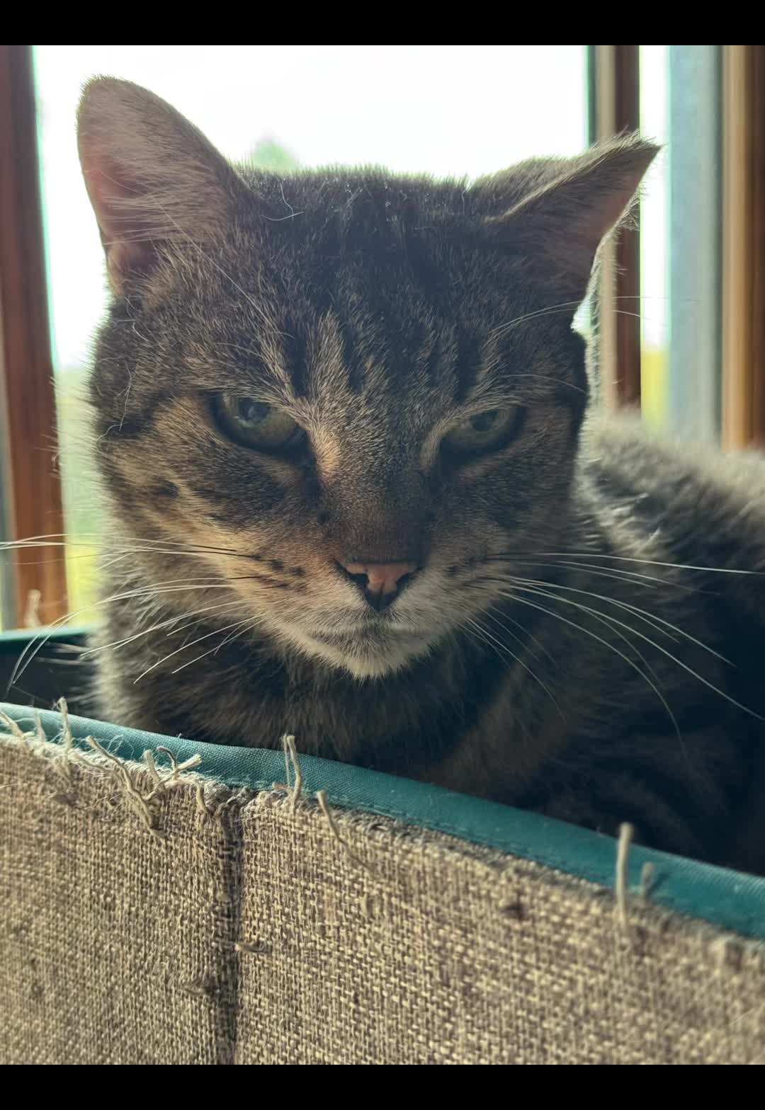 @North Toronto Cat Rescue