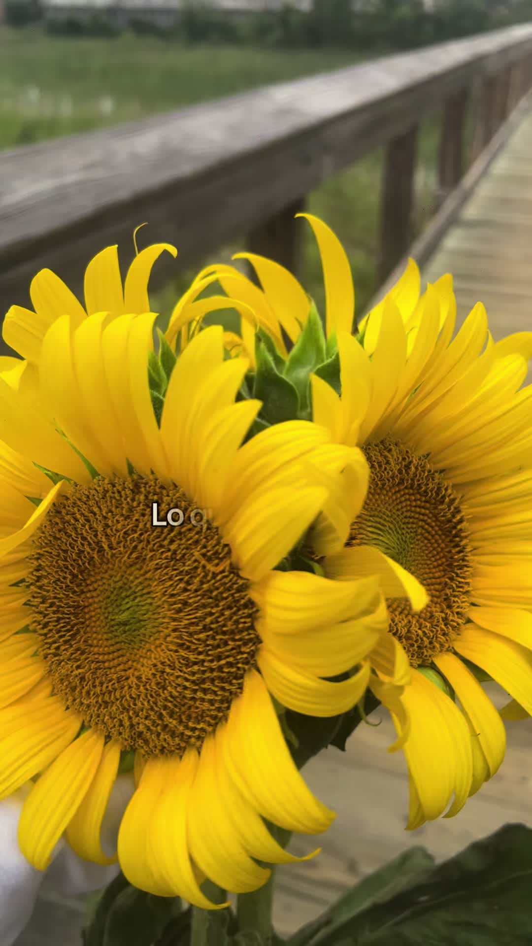 @🗽clari 🌻
