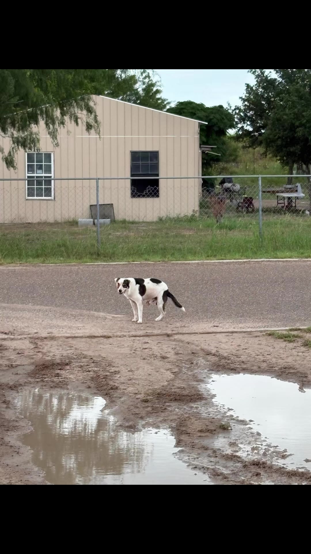 @Just A Girl Saving Dogs