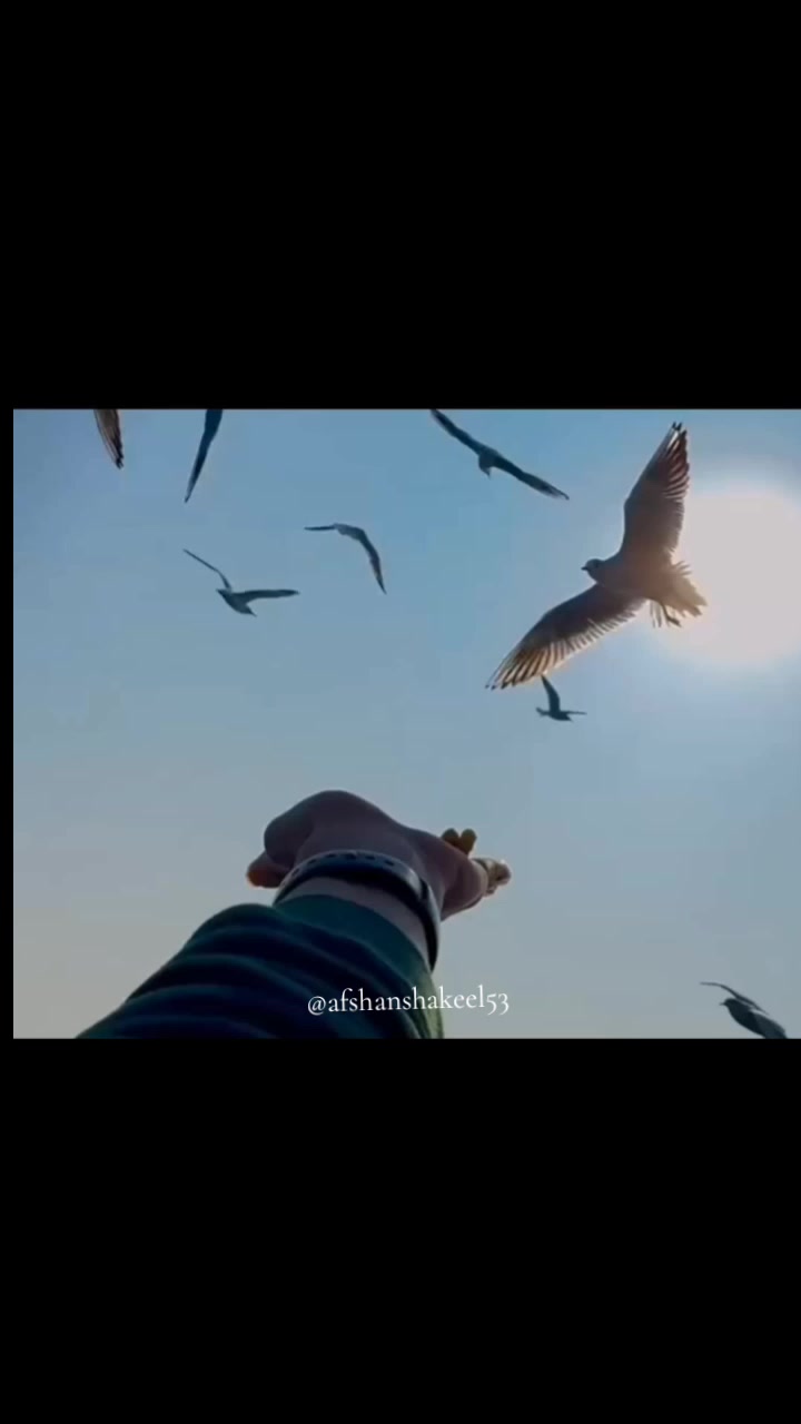 @afshanshakeel53