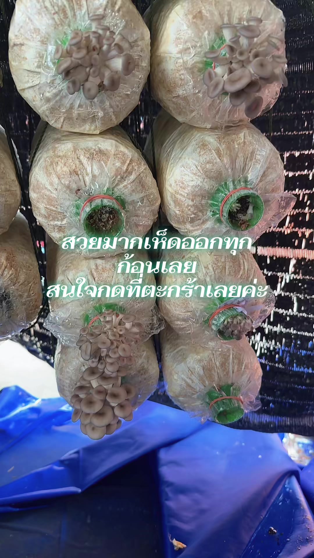@Pat-Patchanan