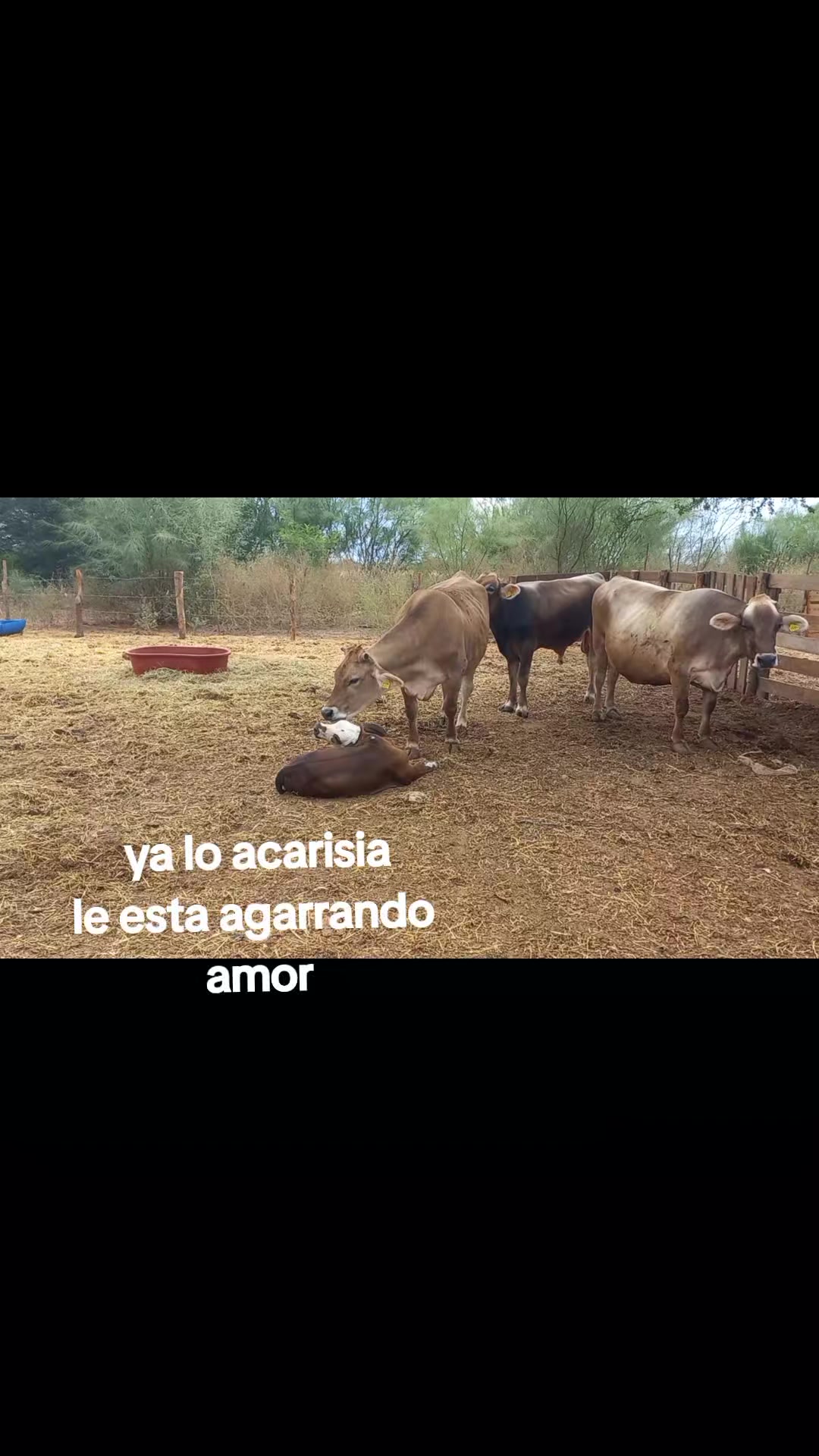 @Ranchero100%
