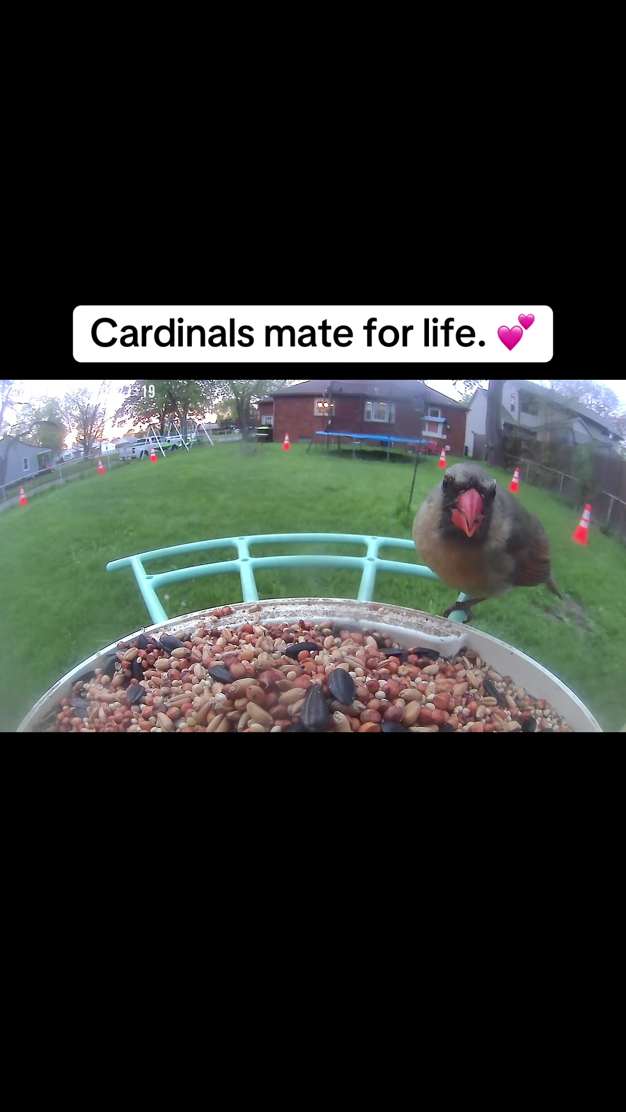 @🇺🇸🦜BirdieJo🦜🇺🇸
