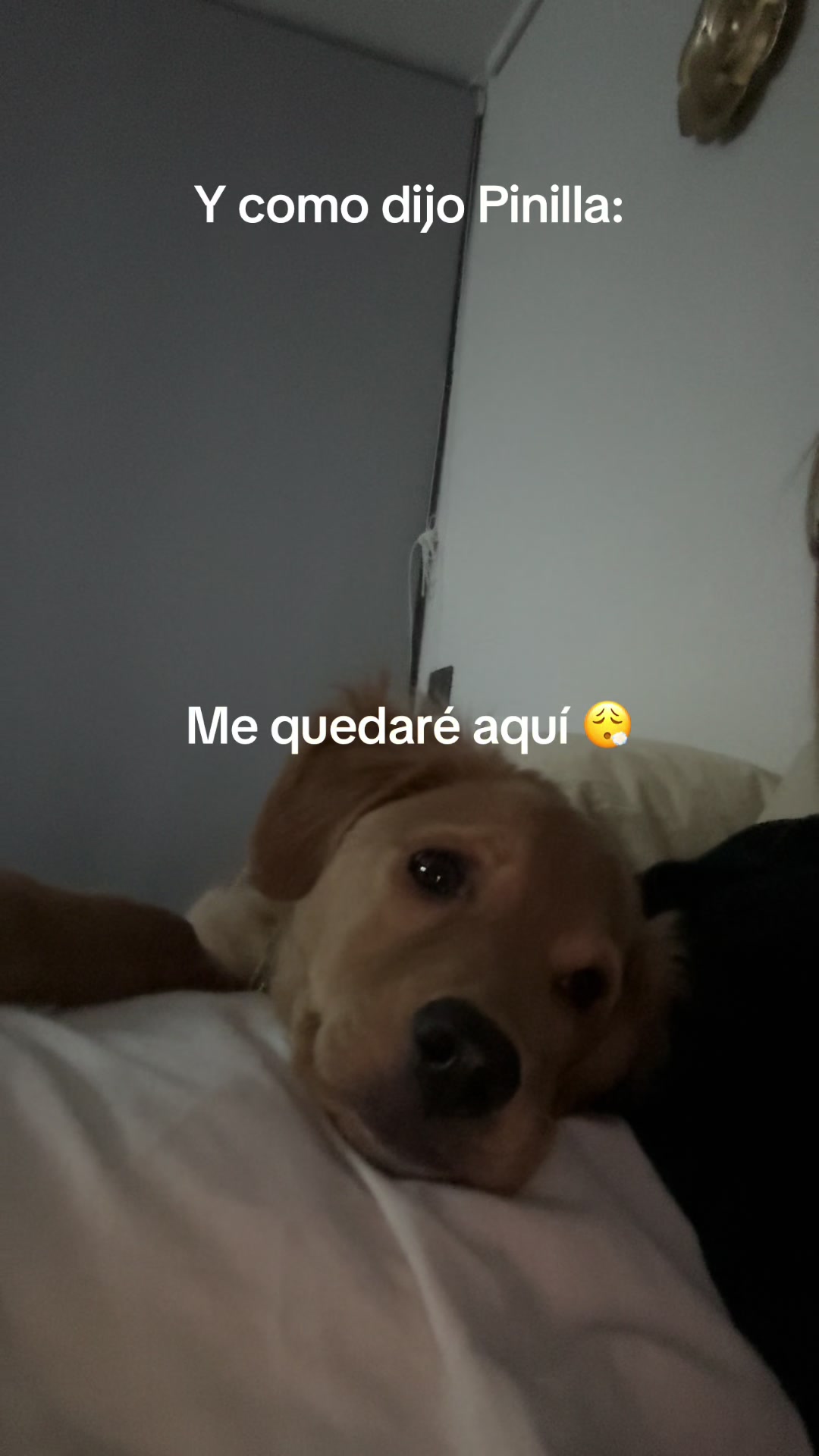 @memi 🧸