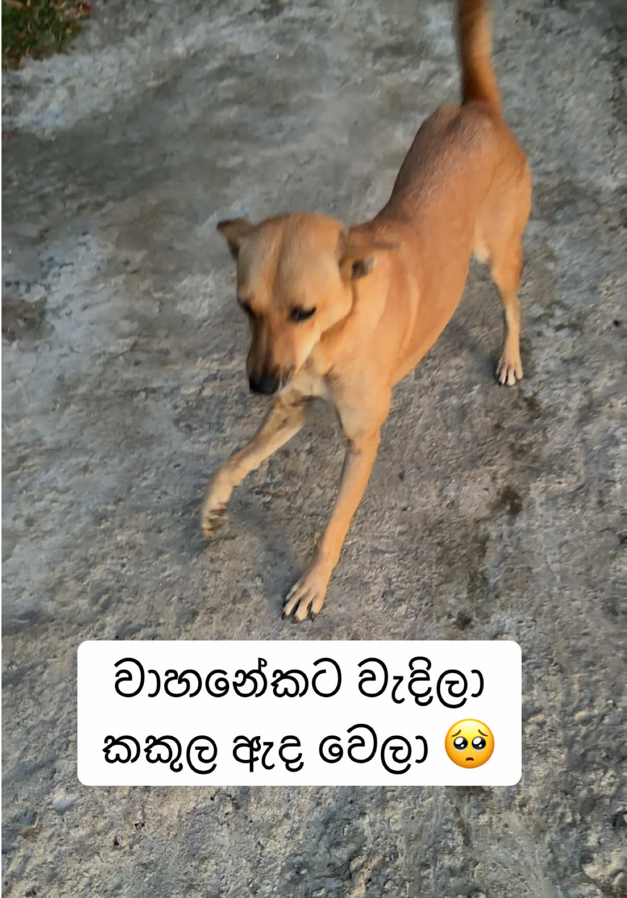 @DOG LOVERS