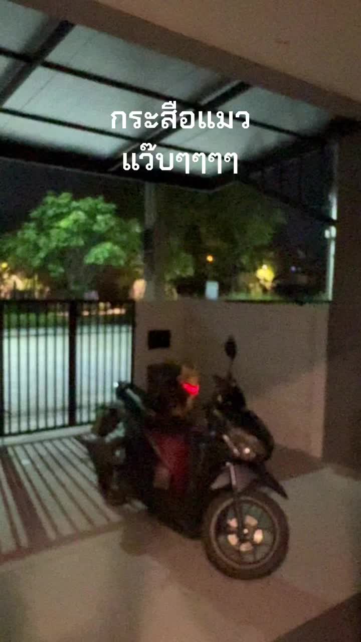 @CEO แมวยูโร😽งานป้ายมือ1 มือ2