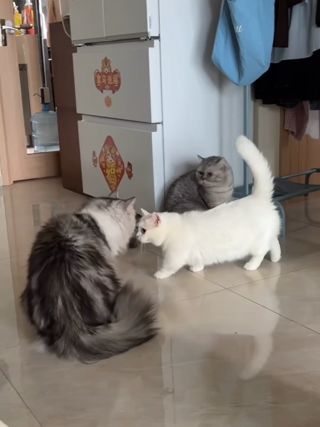 @Chonky World Of Cats