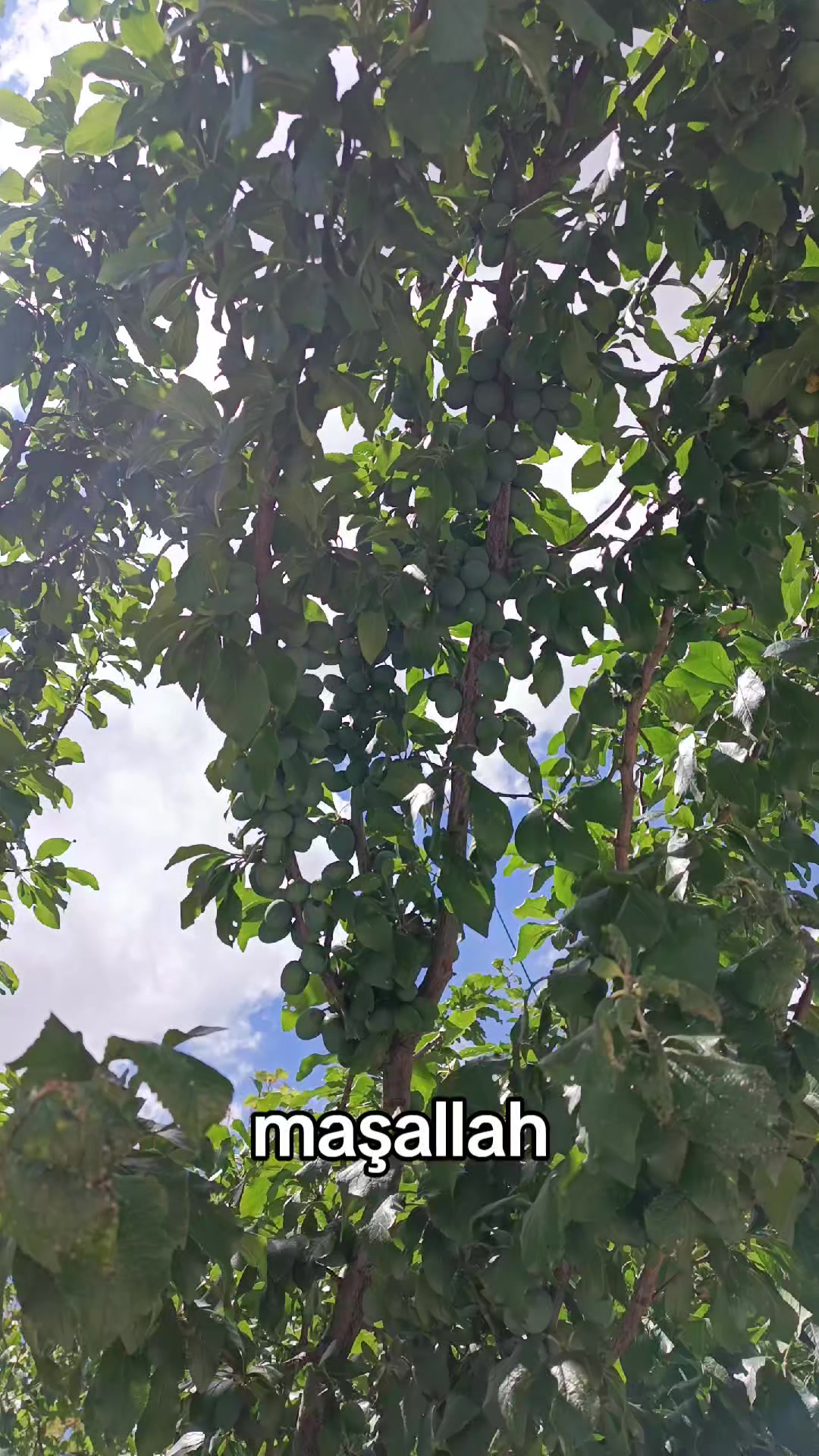 @yılmaz Çetinkaya