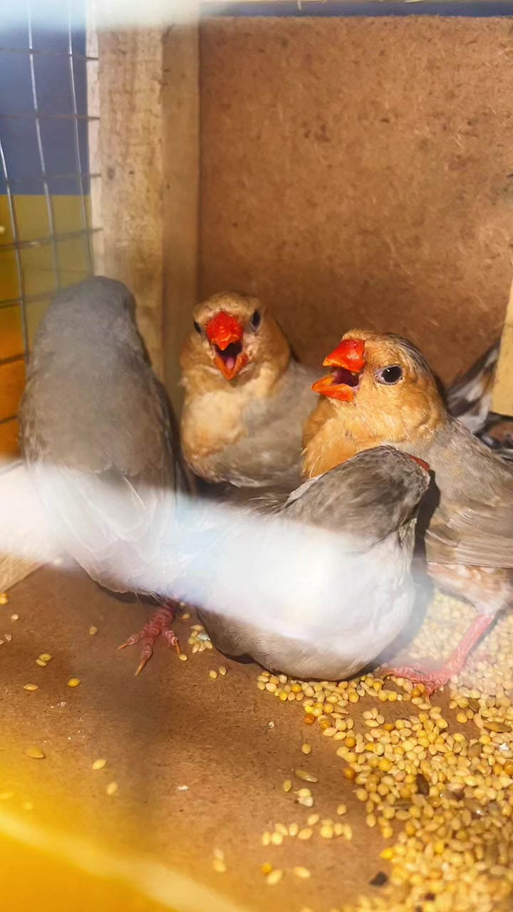 @Lala Aviary