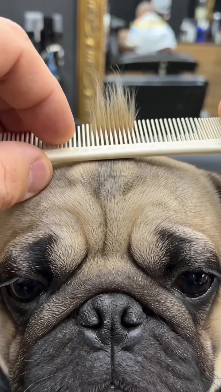 @Lucas The Pug