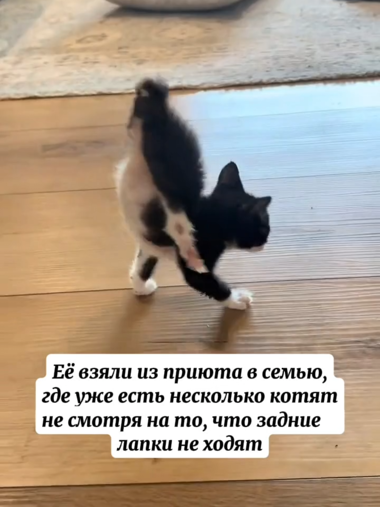 @RescueAnimals Nir