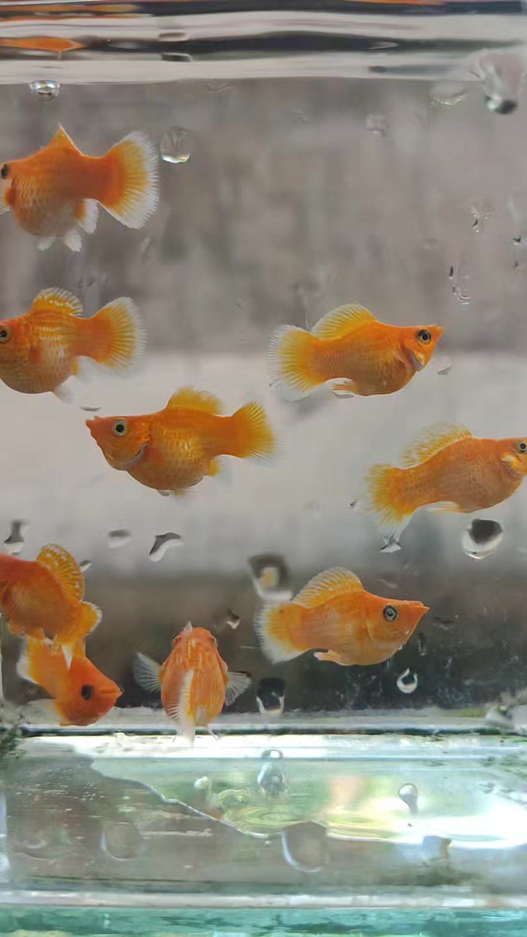 @Ramon Fish Banyuwangi