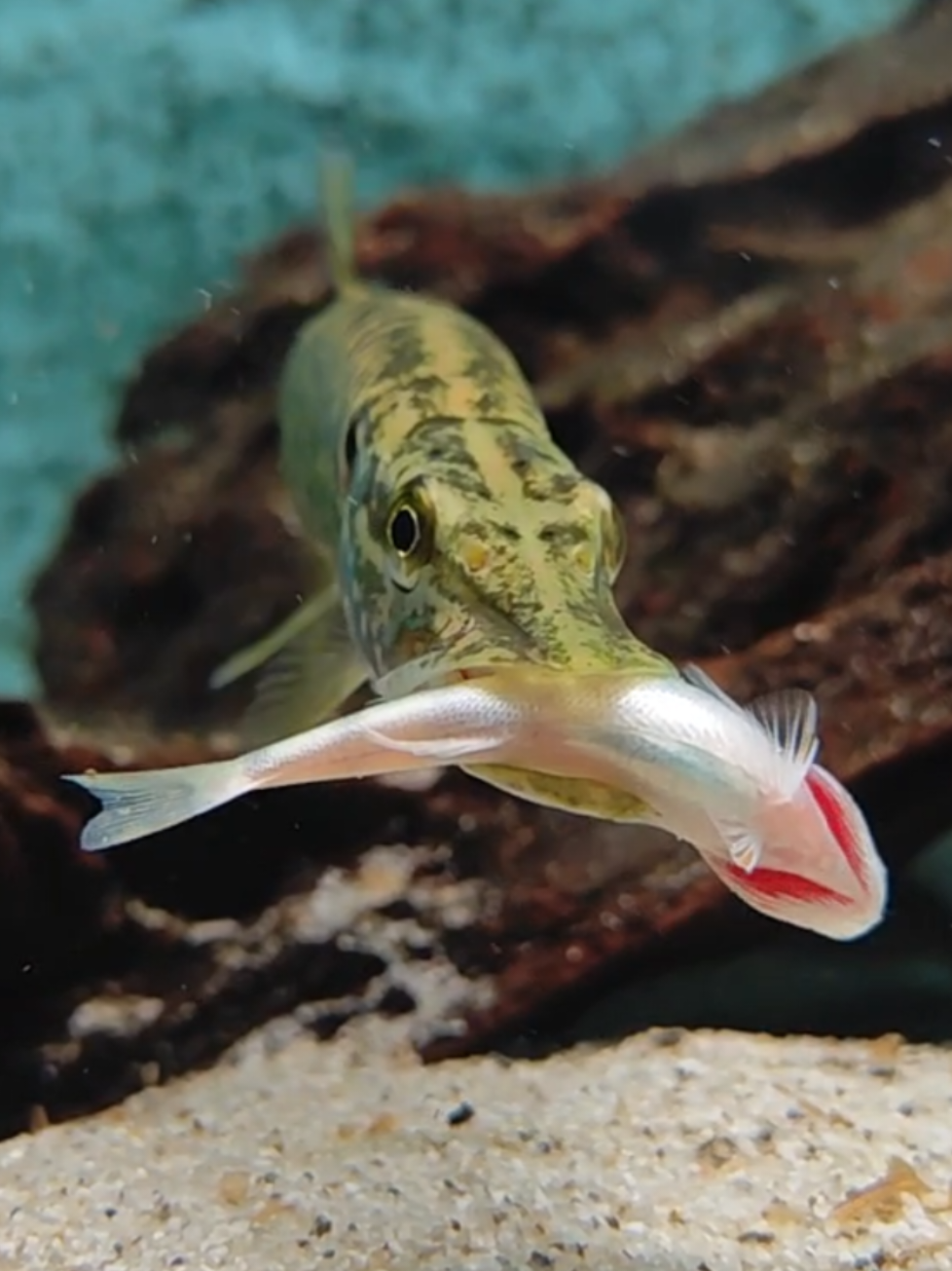 @predatoryfishtank