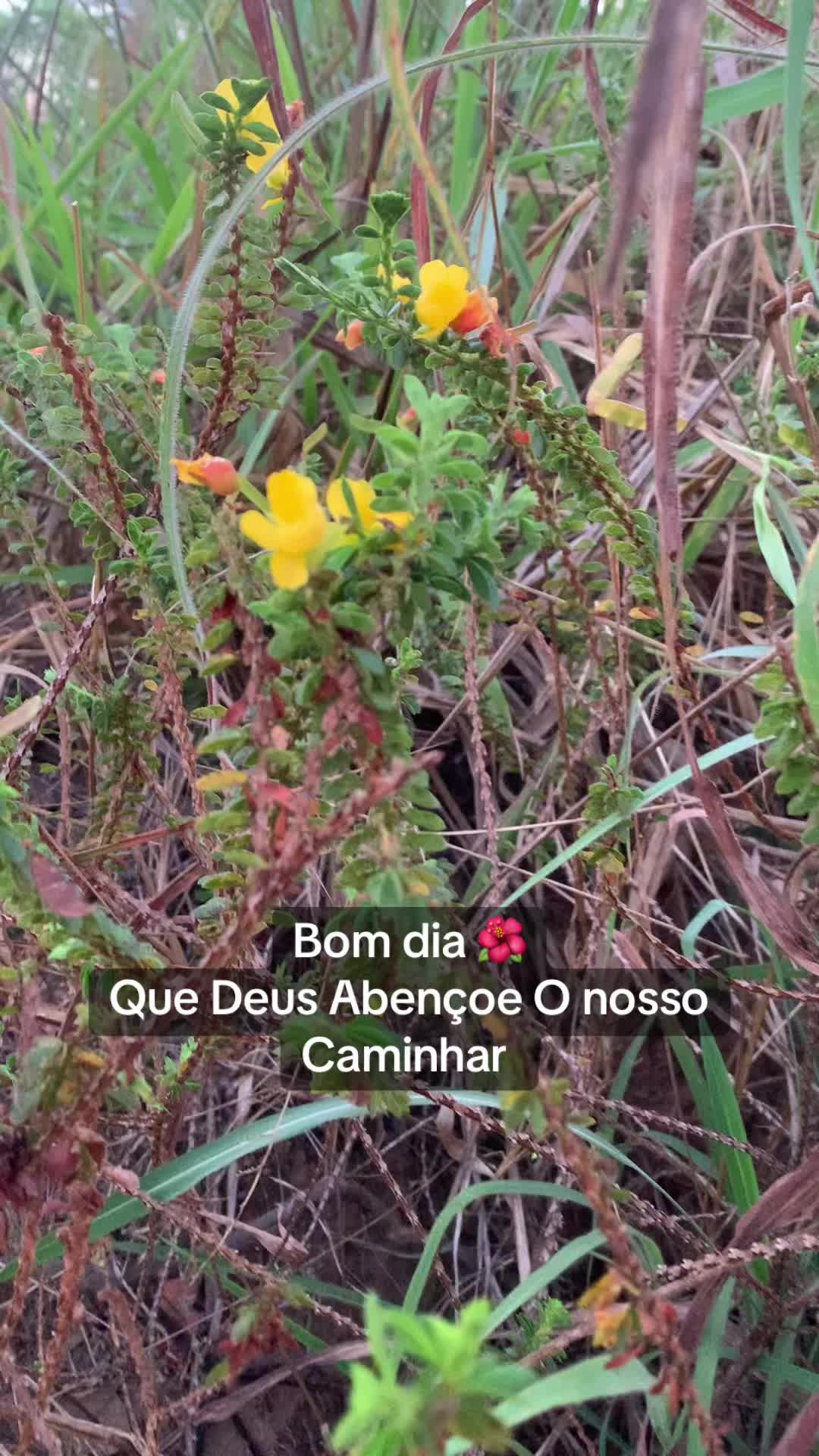 @Entre Laços