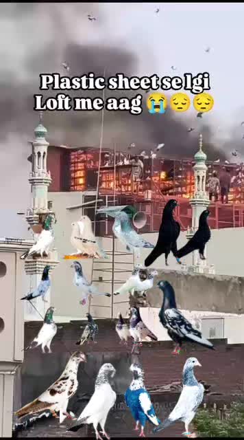 @kabootar baaz