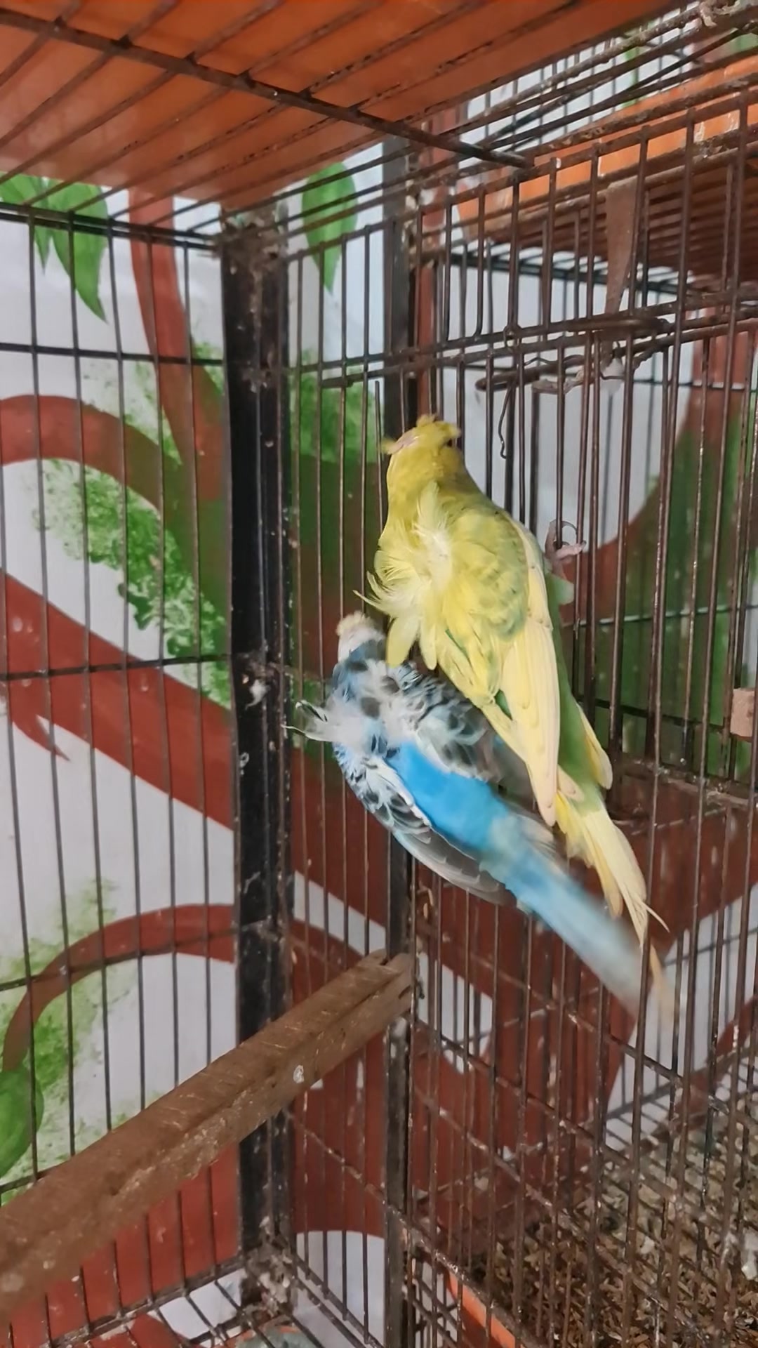 @ROYAL BIRD US