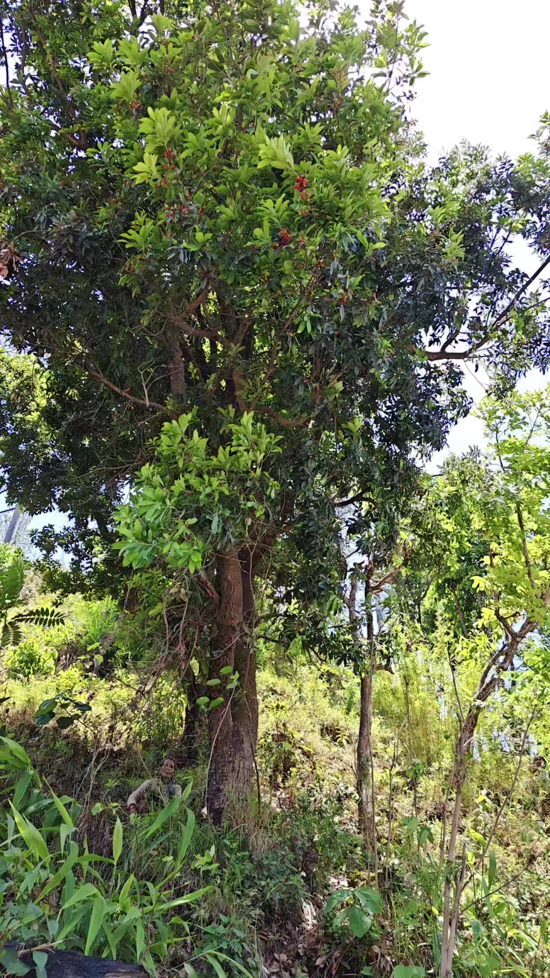 @mohitasaud