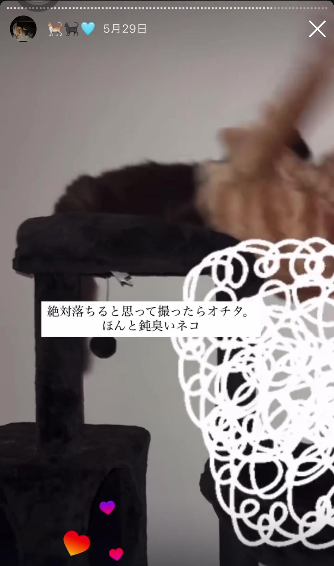 @Chiruru🐈🐈&zwj;⬛