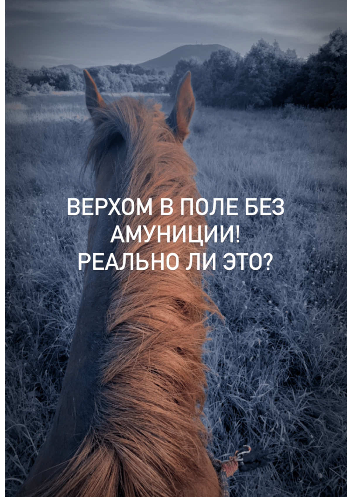 @Вера/лошади/обучение лошадей