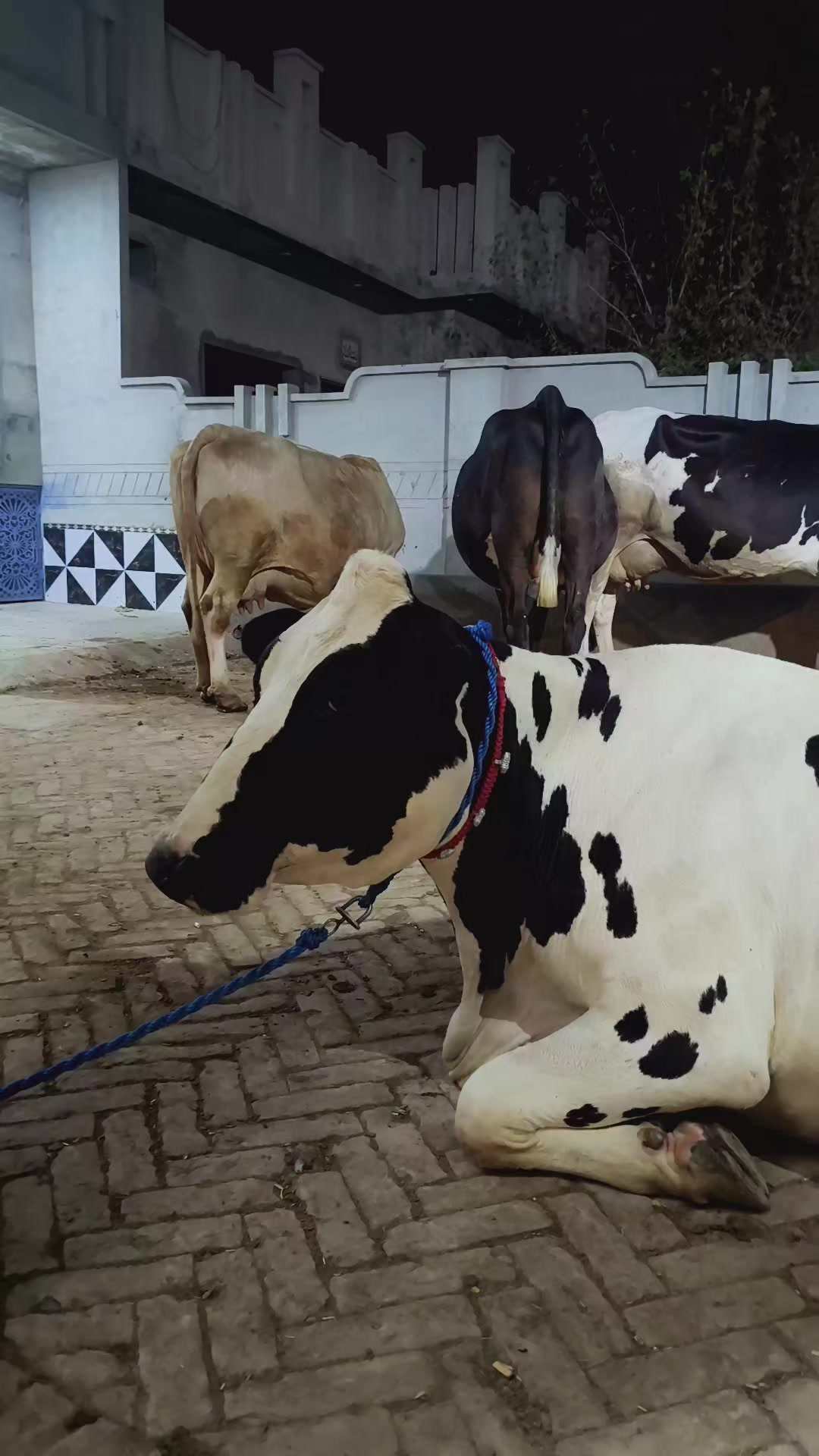 @joyia dairy farm