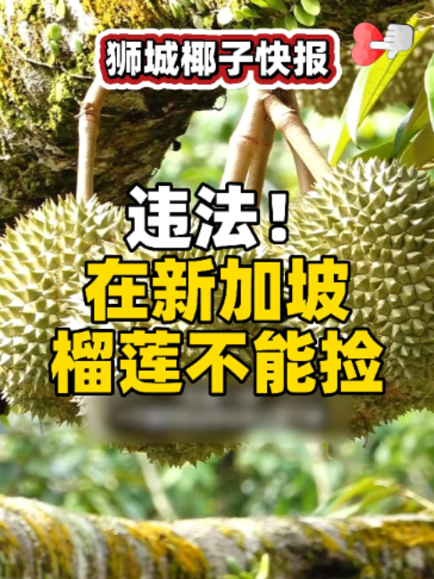 @新加坡狮城椰子