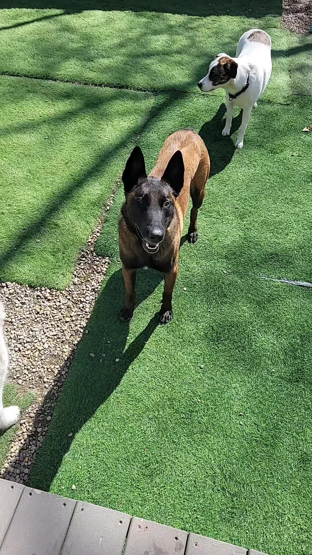 @Magicdogland.com
