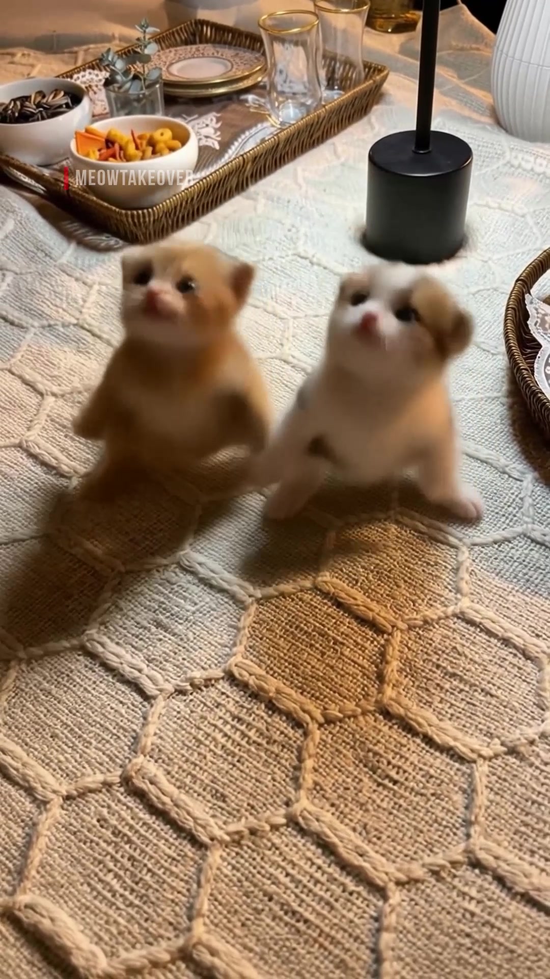 @meowtakeover
