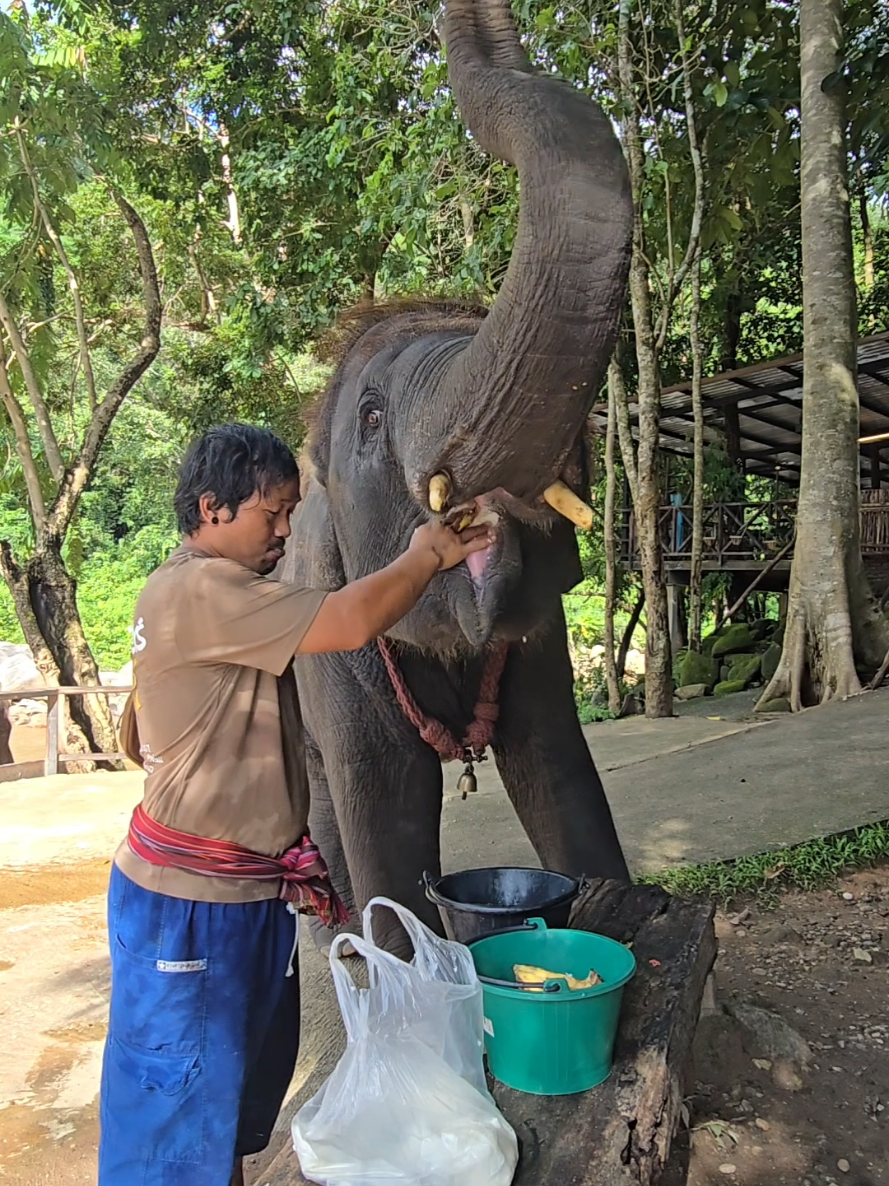 @ควาญแดง พลายภูพิงค์