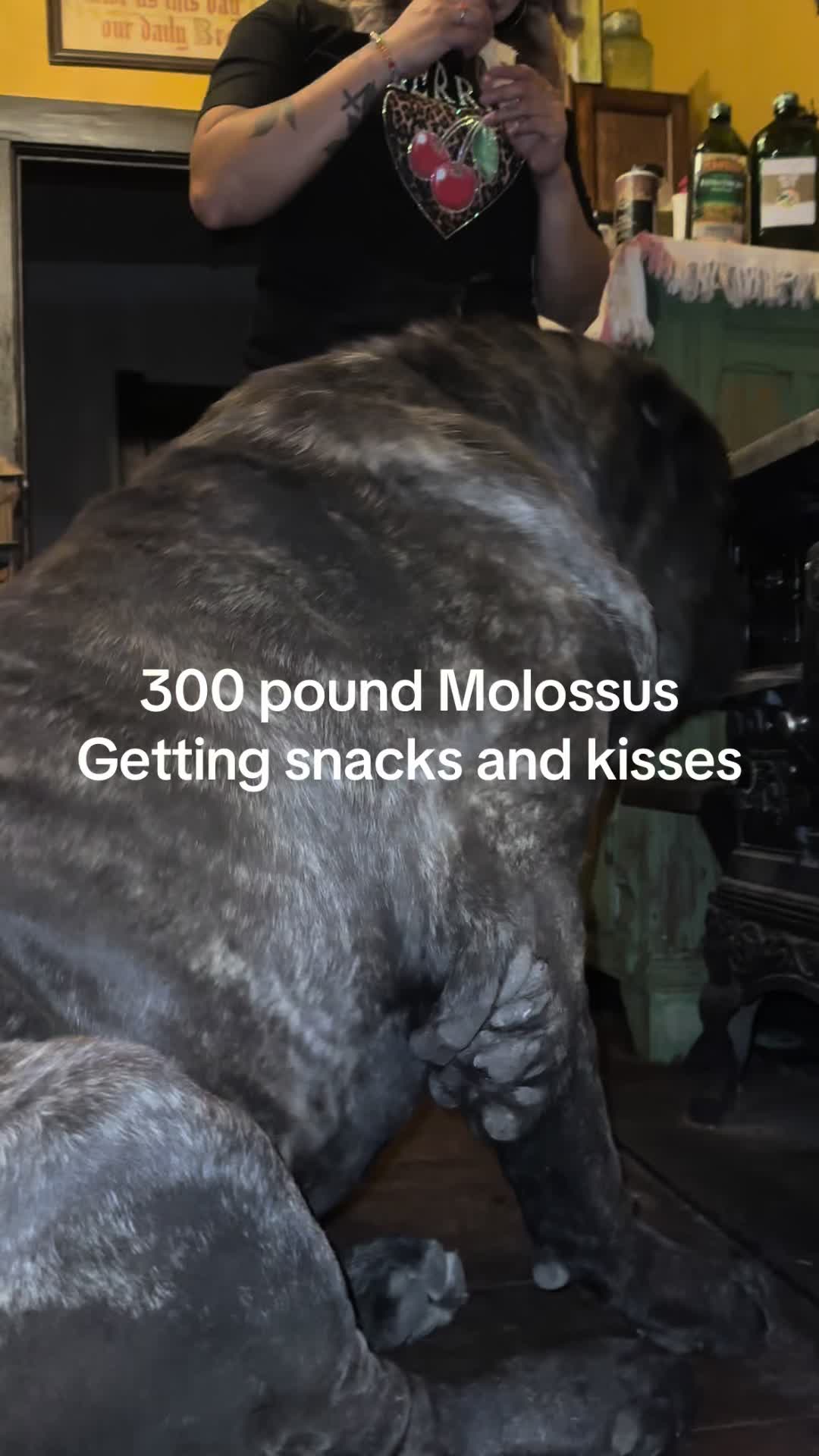@American Molossus Founder