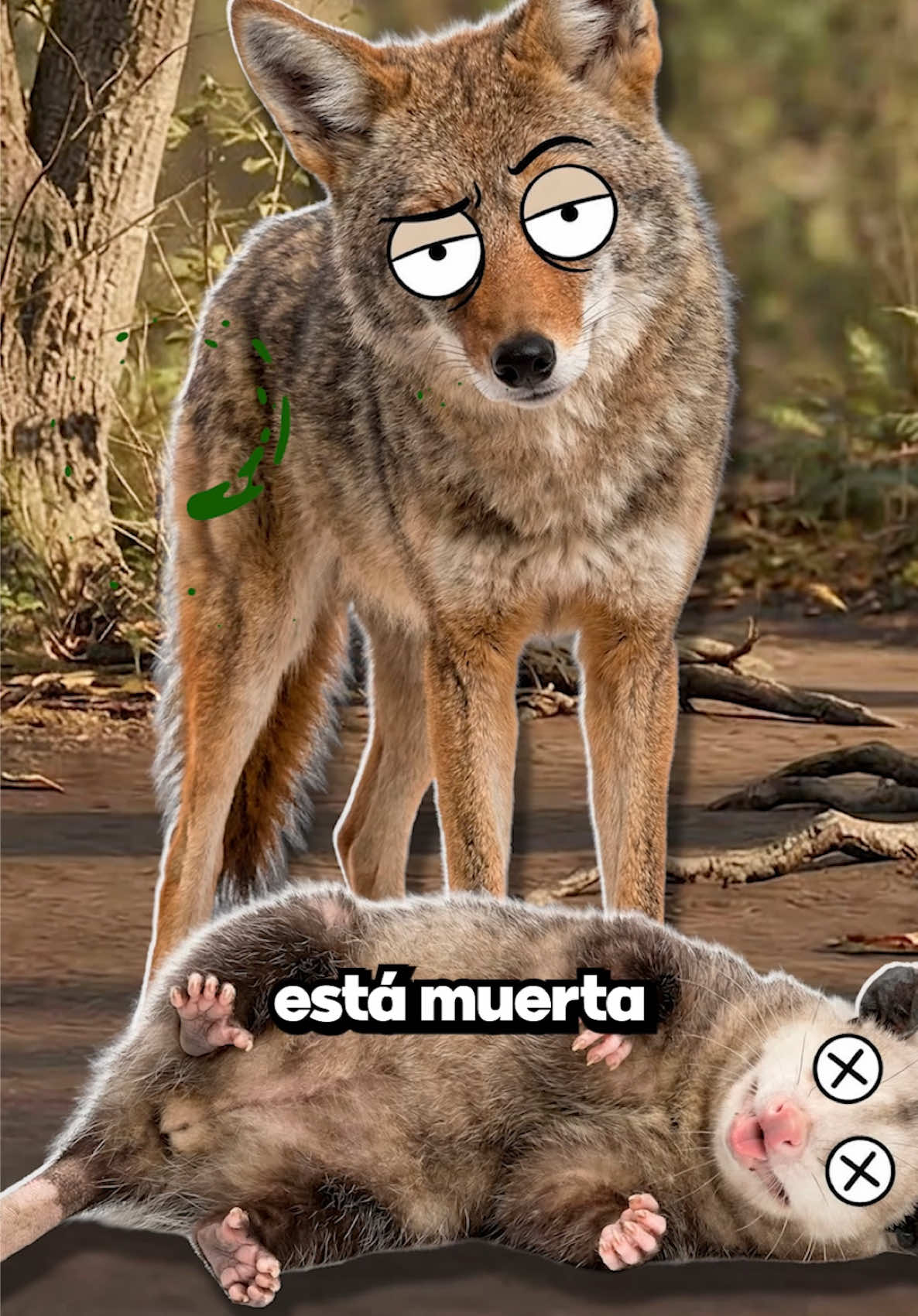 @GabSolf