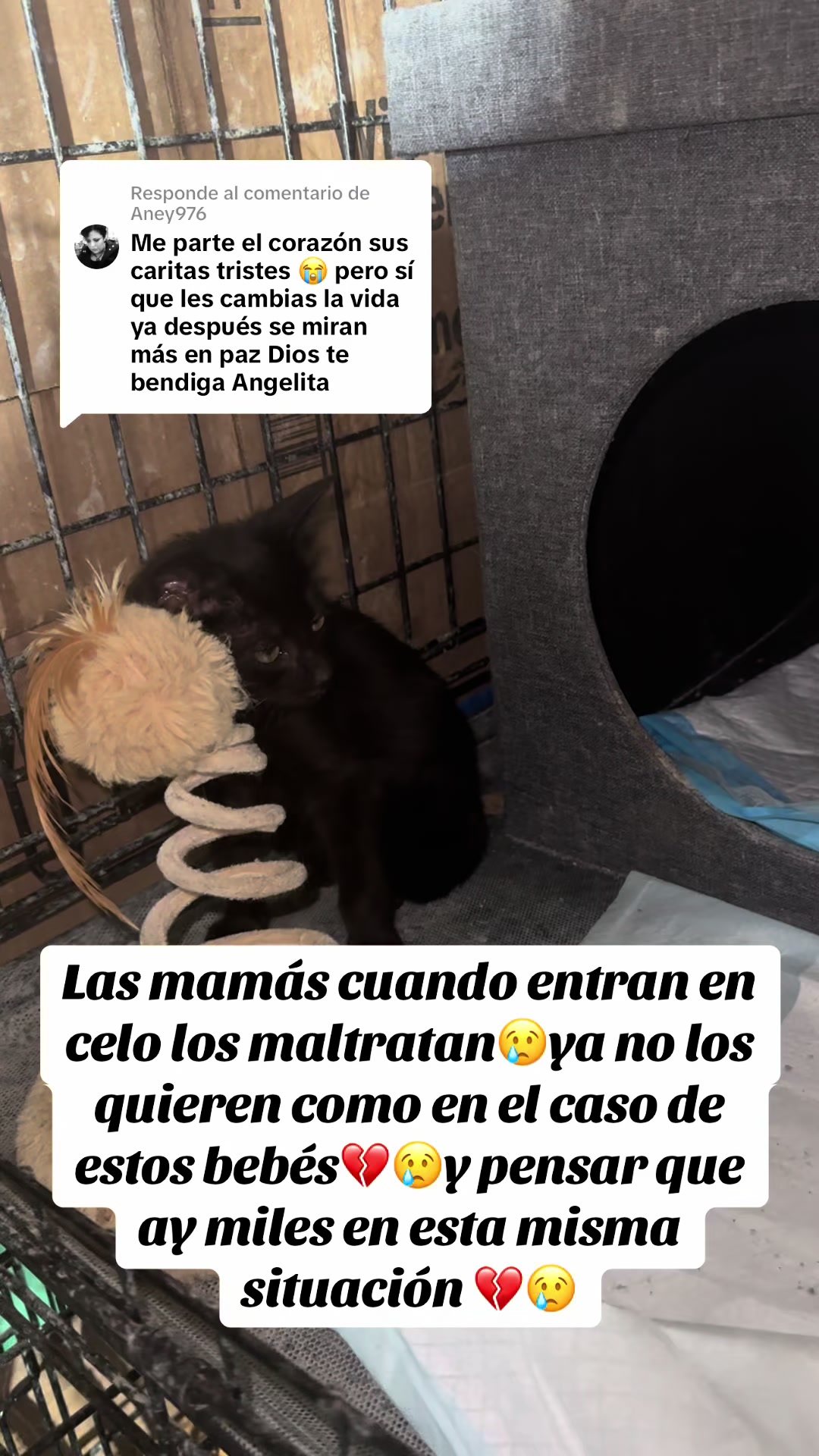 @rescatados por Chase