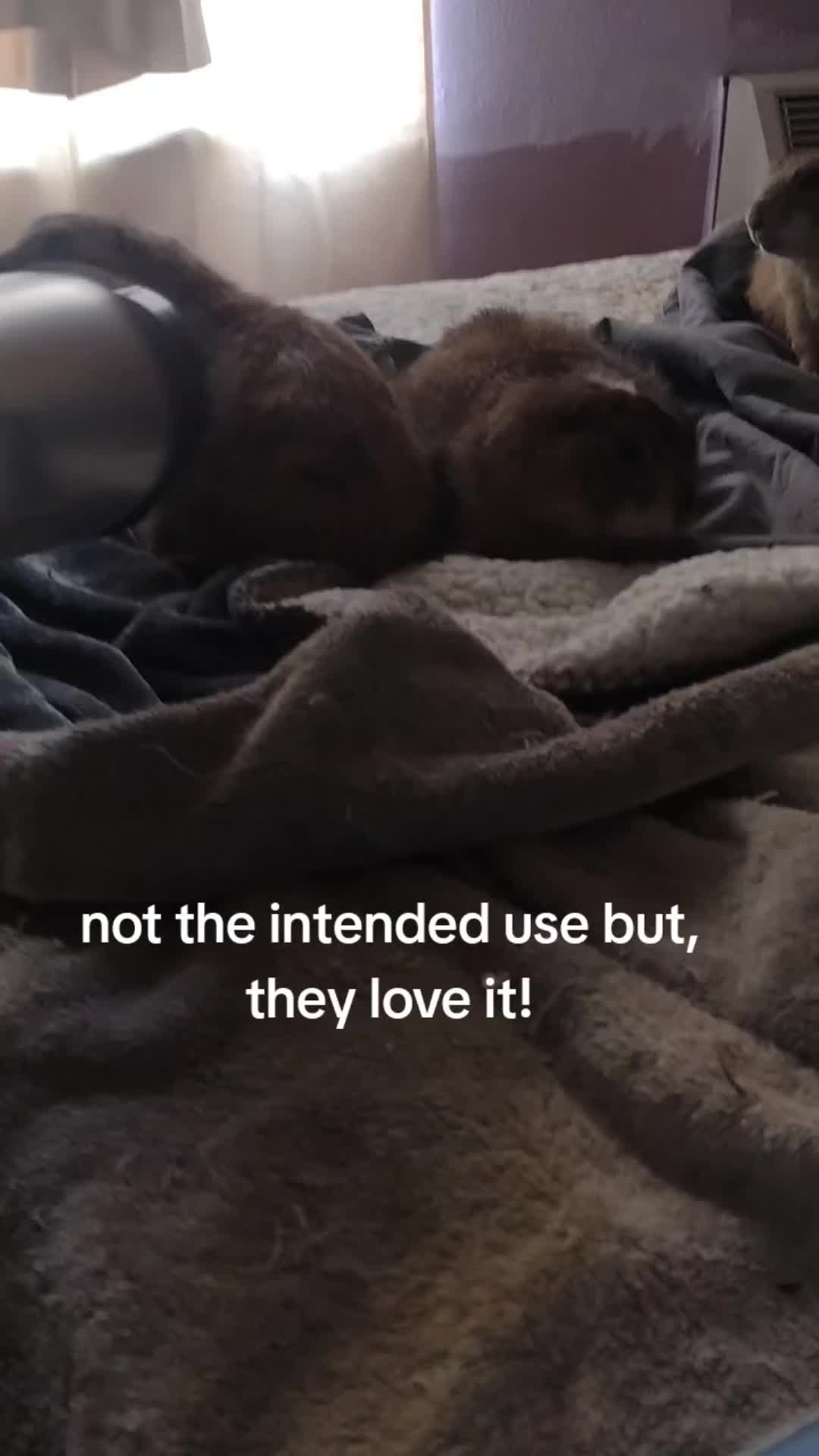 @Pet Skunk Advocates and Rescue