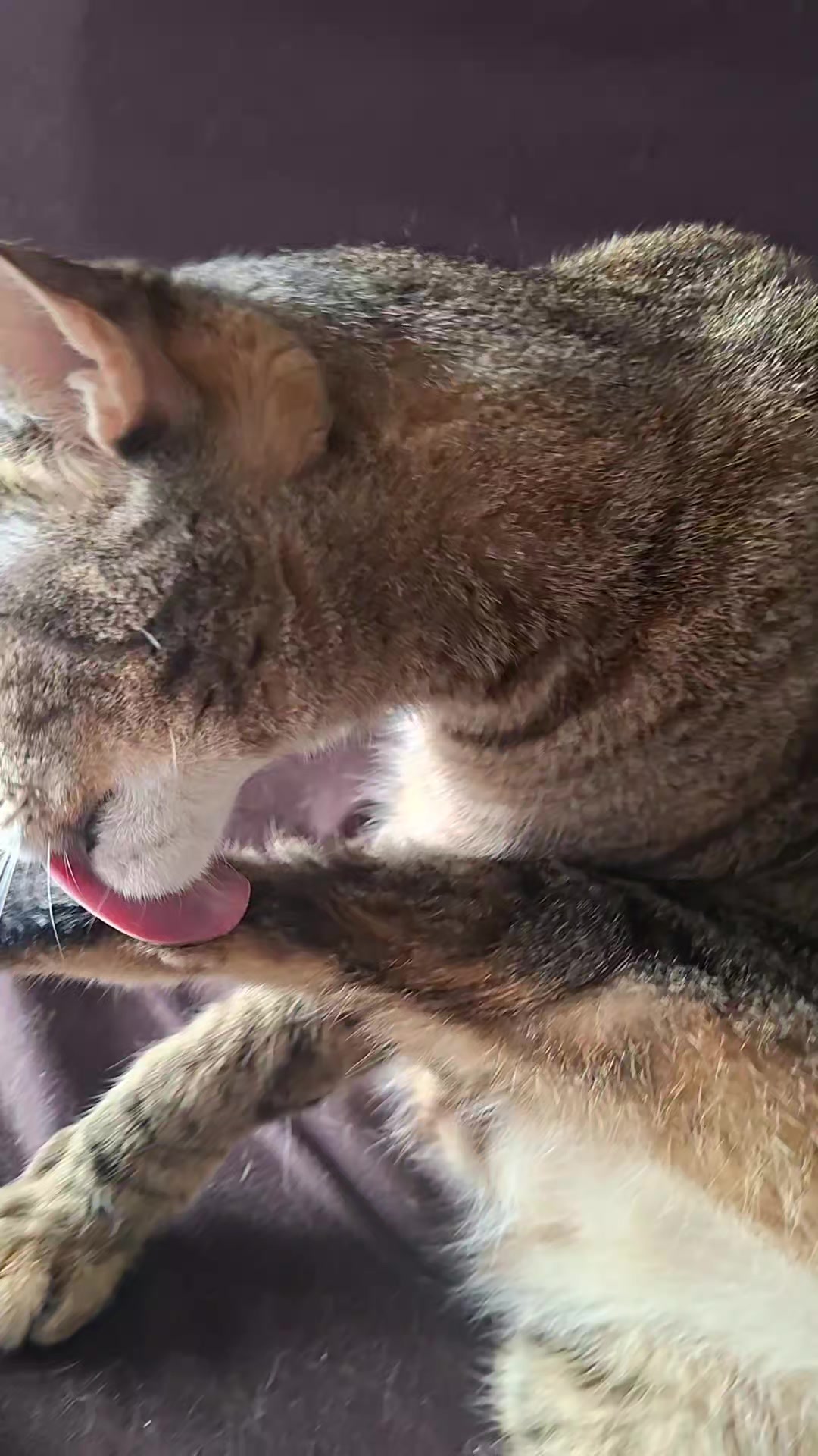 @KAI 🐈 Y LUA🐈⬛