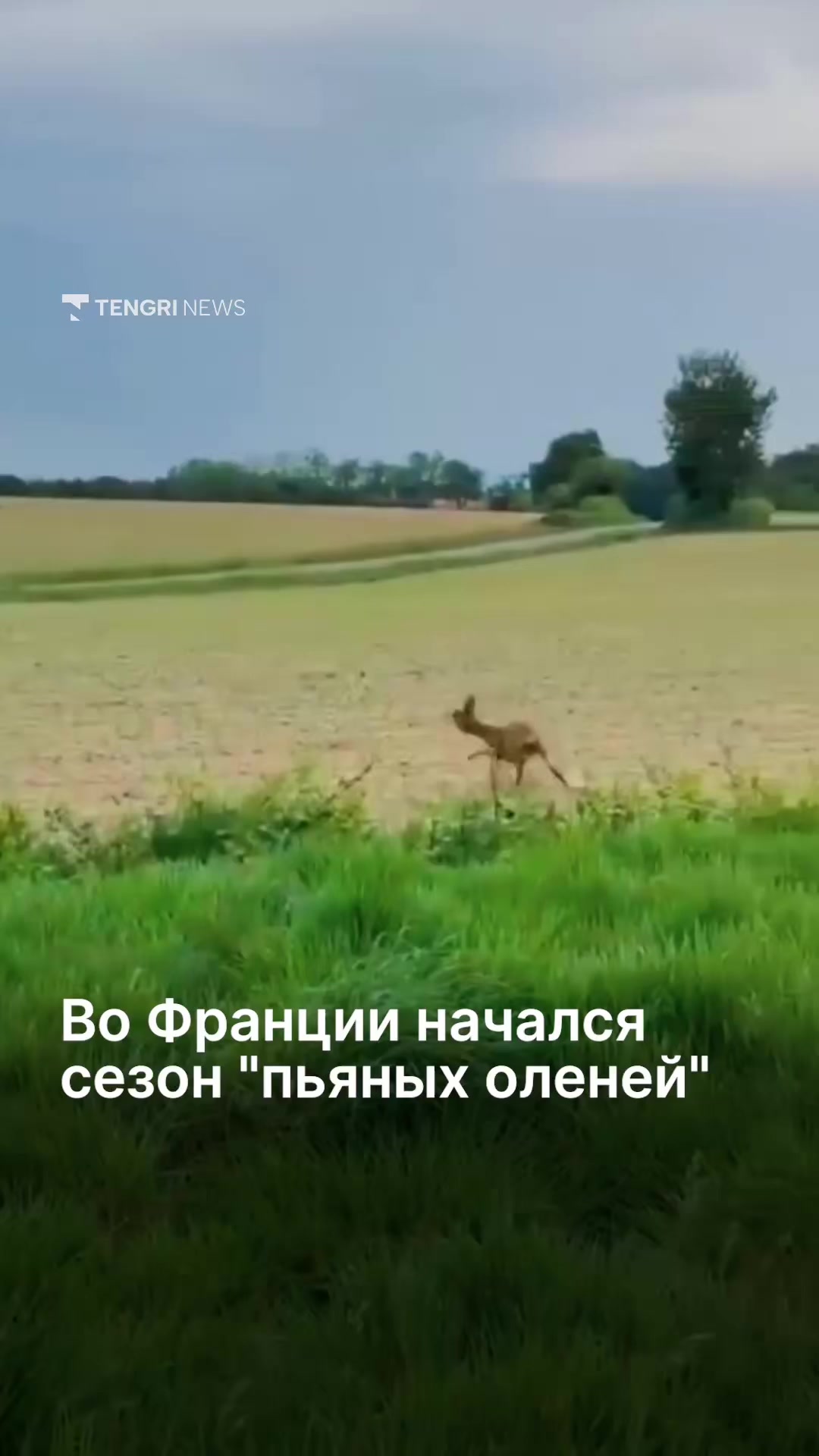 @Tengrinews.kz