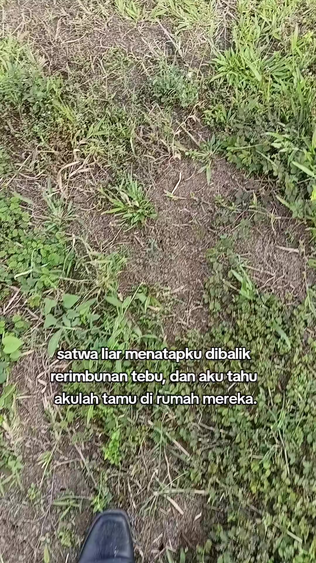 @Legenda Rasamala