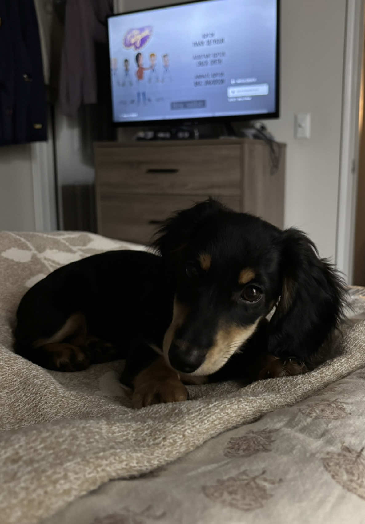 @Eppe | Mini Dachshund