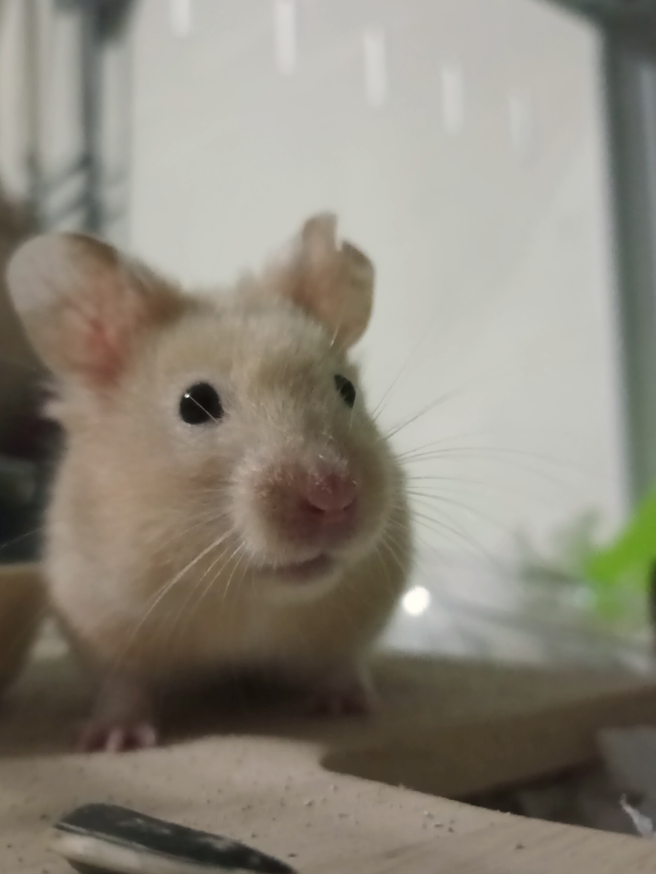 @Diariodeunhamster❤️🐹